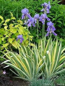 1 Gallon Pot: Iris Sibirica &