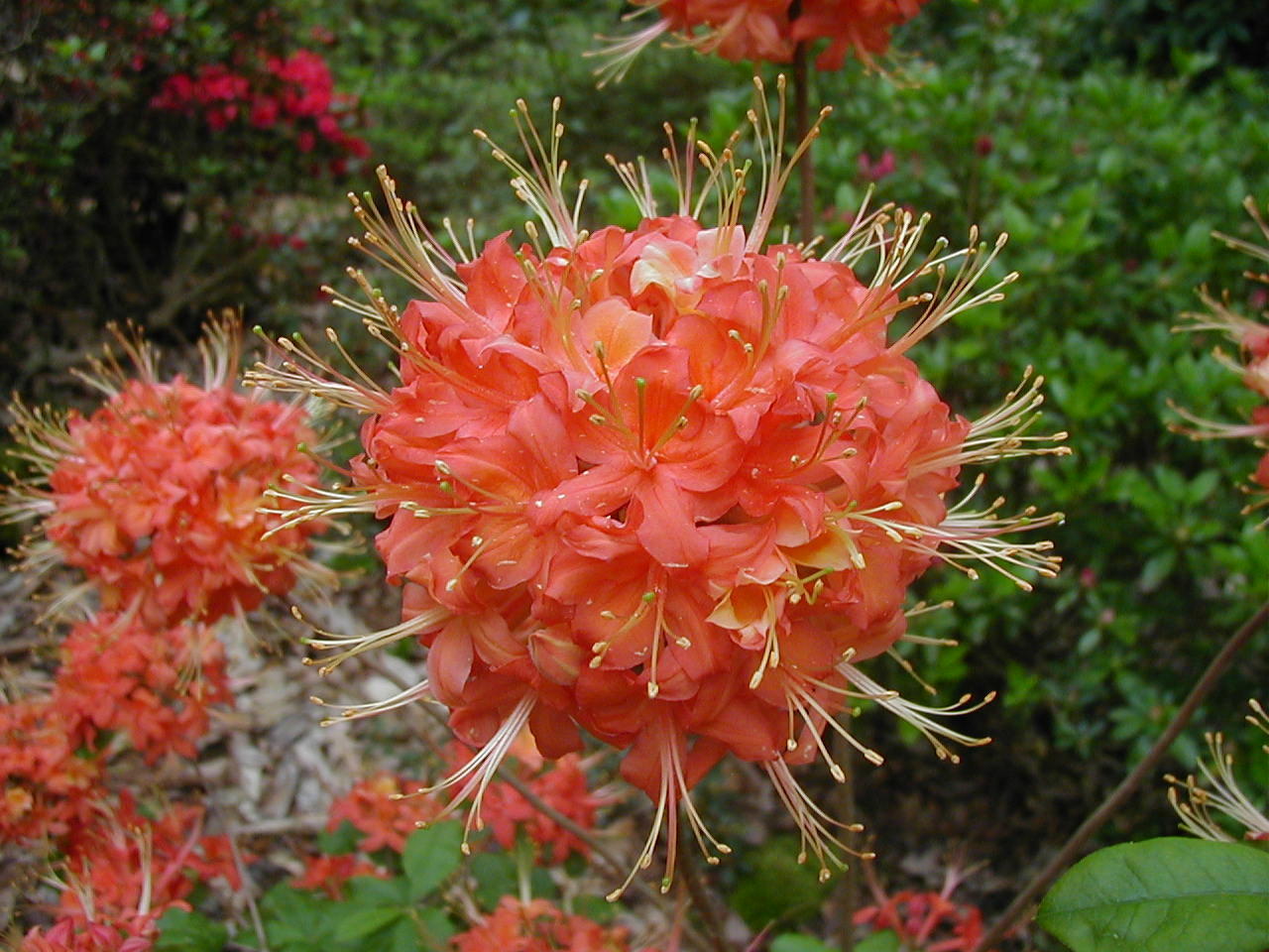 (1 Gallon) Pack of 4 Plants of Native Rhododendrons, Mix and Match Any 4 Rhoadies(Email Your Choice)