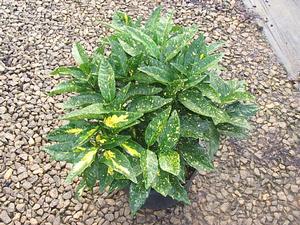 Acuba Gold Dust- Bright Green Foliage Speckled with Gold, Giving The Appearance of Yellow Green Foliage.