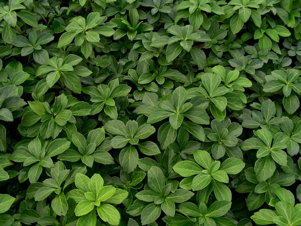 Pachysandra Terminalis -Japanese Spurge, is An Evergreen Ground Cover That Spreads Quickly
