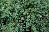 Juniperus Procumbens Nana Dwarf Japanese Garden Juniper is a Trailing, Low Growing Evergreen Shrub