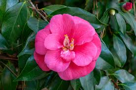Camellia Japanese &