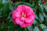 Camellia Japanese &