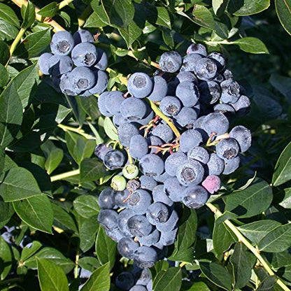 Austin Blueberry Shrub, Early Variety, Medium To Large Size Plump Fruit That is Sweet and Juicy