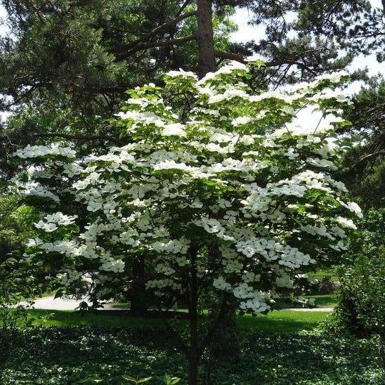 Kousa Dogwood Tree - Small Tree, Beautiful White Blooms In Spring. Fall Green Leaves Turn a Vibrant Red/Burgundy.