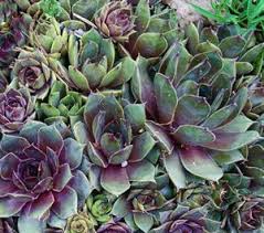 (10 Count Flat - 4.5 Inch Pots), Sempervivum Krebs 2 , Aka Desert Bloom 2 - Deep Gray-Green Rosettes Are Highlighted By Rosy-Red Centers.