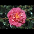 Camellia Kumasaka Flower Plant-Rose Pink Double Blooms
