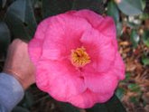 Camellia Lady Clare (Empress)-Large Semi-Double, Deep Pink Blooms