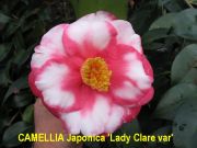 Camellia Lady Clare Variegated-Deep Pink Blooms