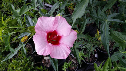 Lady Baltimore Hibiscus Shrub-Large Dinner plate size Pink Flowers