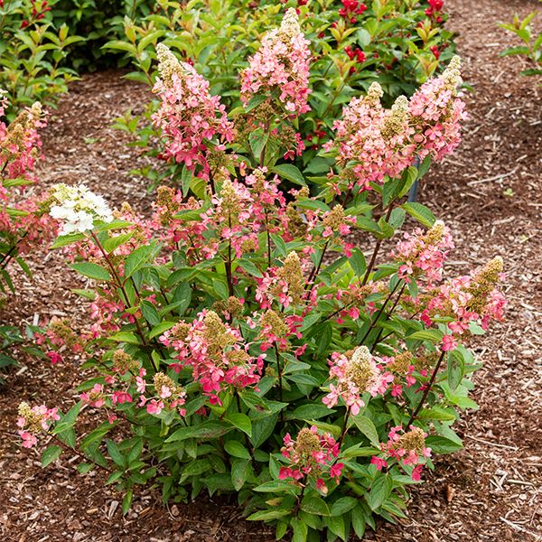 Lavalamp Hydrangea