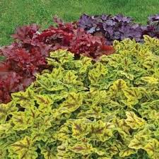 (1 Gallon) Heucherella Fun and Games Leapfrog Ppaf Foamy Bells -Is Easy Perennial Valued For Its Colorful Foliage