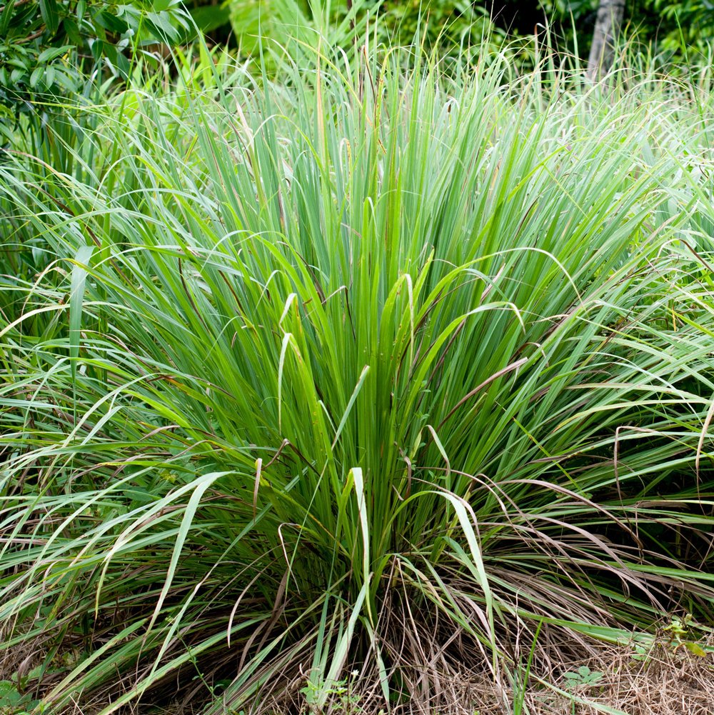 Lemongrass - Exotic Lemon Flavored Aromatic Herb, Gorgeous As An Ornamental Grass