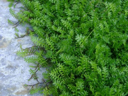 10 Count Flat 4.5&quot; Pots Leptinella Squalida, Green Brass Buttons, Leaves Form a Spreading Green Mat Turning Bronze In Winter, Yellow Flowers
