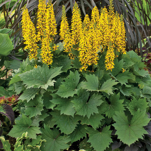 (1 Gallon) Ligularia Bottle Rocket Pp24486 Big Leaf Goldenray Proven Winners® - Robust Grower is Bright Mustard Yellow Flower Spikes