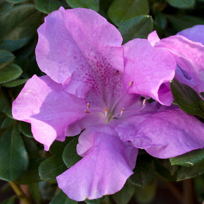 Encore Azalea Autumn Lilac