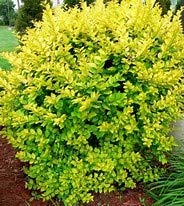 (1 Gallon) Golden Vicary Privet Or Golden Ligustrum