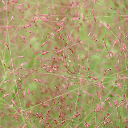 Purple Love Grass Eragrostis Spectabilis