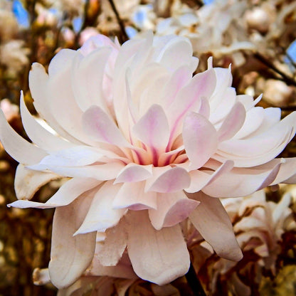Centennial Blush Magnolia