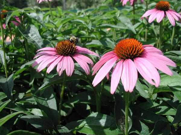 Echinacea Purpurea &