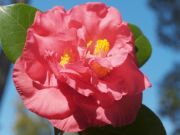 Camellia Mark Chason Flower Plant-Dark Red with Orange Cast Blooms