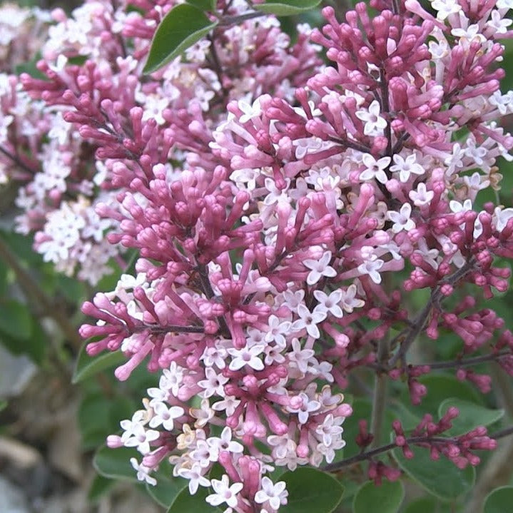 Red Pixie Lilac- Compact Size, Fragrant Rebloomer