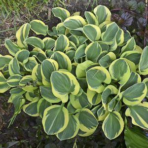 4.33 Inch Pot/10 Count Flat: Hosta &