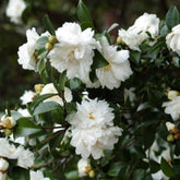 Mine-No-Yuki Camellia-Elegant Snow-white Double Blooms