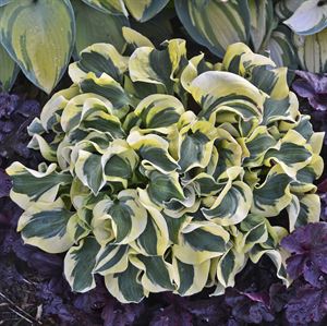 4.33 Inch Pot/10 Count Flat: Hosta &