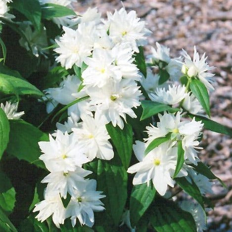 Minnesota Snowflake Dwarf Mock Orange