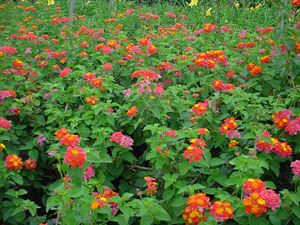 4 Inches Round Pot/10 Count Flat: Lantana Camara &