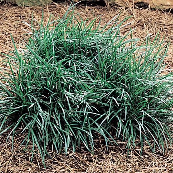 Ophiopogon Japonicus Mondo Grass