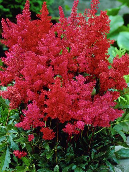 Montgomery Astilbe-Huge Plumes of Dark Magenta Red Flowers In Summer