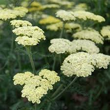 Quart Pot/10 Count Flat: Achillea &