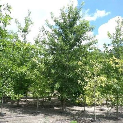 (1 Gallon) Nuttall Oak- This Beautiful Oak Tree Grows At a Fast Rate