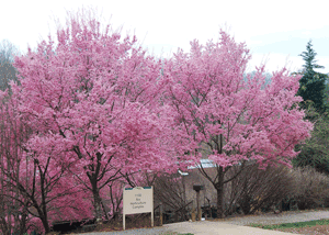 Okame Cherry Tree- Standout Tree- Profusion of Beautiful Pink Blooms During The Cherry Blossom Festivals