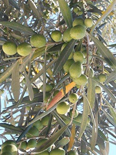 Arbequina Fruiting Olive, The Plant Will Produce Olive Fruits-Dark Brown Fruit with Highly Aromatic Oil Content, Self-Pollinating Fruit