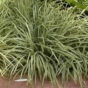 18 Count Flat 4&quot; Pots Ophiopogon Japonicus Silver Mist Variegated Mondo Grass