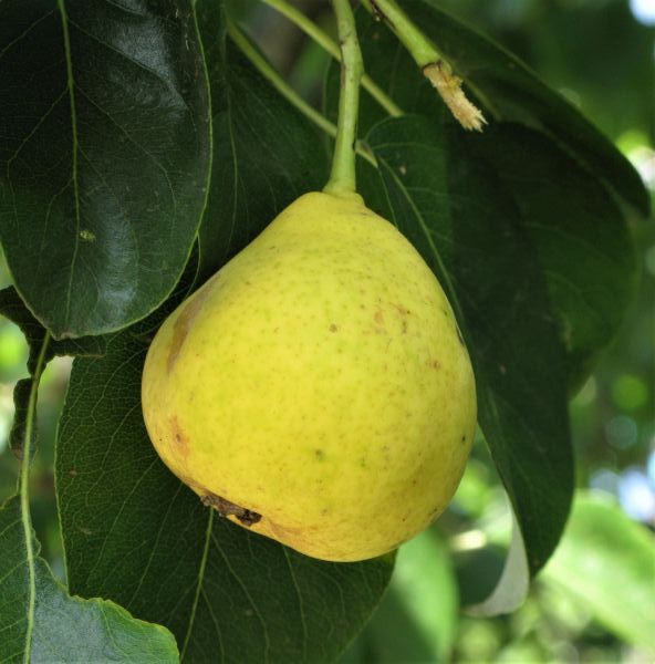 Orient Pear Tree - Fruit Are Large In Size, Very Juicy Pears with a Mild, Sweet Flavor