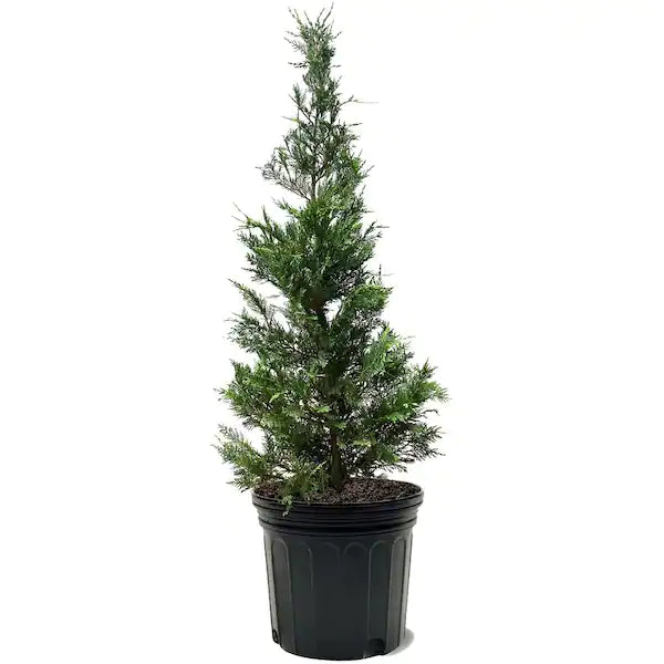 Leyland Cypress Tree- Live Christmas Tree