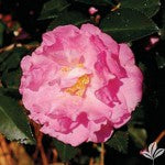 Camellia Our Linda Large-Light Rose Pink Blooms