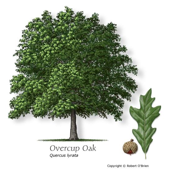 Overcup Oak Tree