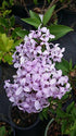 Palibin Lilac : Dense, Compact, Low-Spreading Deciduous Shrubs. Excellent For Dwarf Hedge, Or Used As a Specimen.
