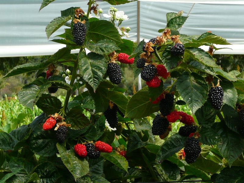 Prime Ark Freedom Blackberry, Medium To Large Berries with Excellent Flavor, Early and Heavy Producer with Erect Thorny Canes