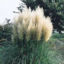Pampas Grass (White), Graceful White Plumes On Wispy Green Grass. Elegant In Any Landscape.