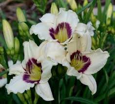 (1 Gallon) Hemerocallis Pandora&