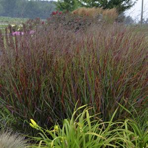 (1 Gallon) Grass: Panicum Virgatum &