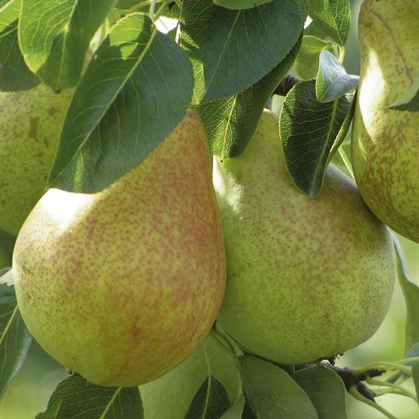 Moonglow Pear Tree. Good For Warmer Climates. Medium-Size. Excellent Flavor and Ripens Early.