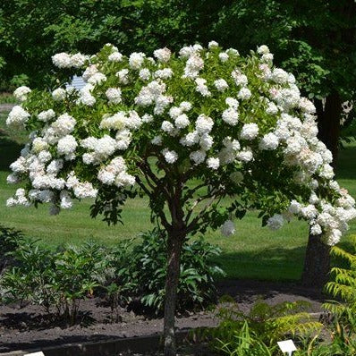 Pee Gee Hydrangea, Gorgeous White Blooms Low Maintenance, Fast Growing