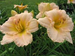 (1 Gallon) Hemerocallis Fairy Tale Pink Daylily - a Beautiful Perennial Pinkish Apricot-Colored Blooms with Large Clumps of Long, Grass-Like Leaves.